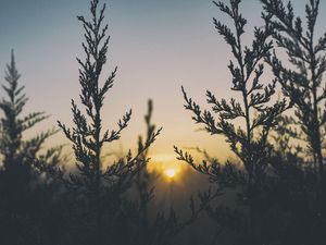 Превью обои растение, свет, трава