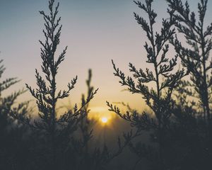 Превью обои растение, свет, трава