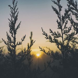 Превью обои растение, свет, трава