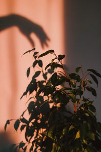Превью обои растение, тень, рука