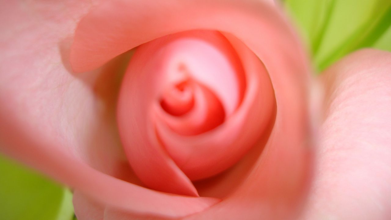 Обои растение, цветок, бутон, розовый, цветение