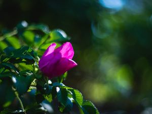 Превью обои растение, цветок, макро