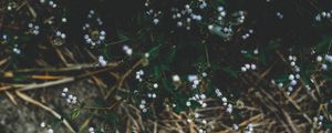 Превью обои растение, цветы, трава, ветки
