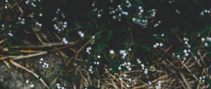 Превью обои растение, цветы, трава, ветки