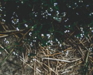 Превью обои растение, цветы, трава, ветки