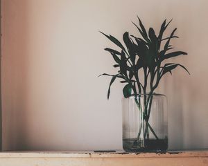 Превью обои растение, ваза, листья