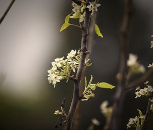 Превью обои растение, ветка, листья, темный