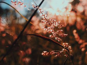 Превью обои растение, ветка, свет