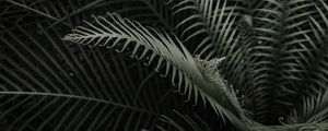 Превью обои растение, ветки, листья