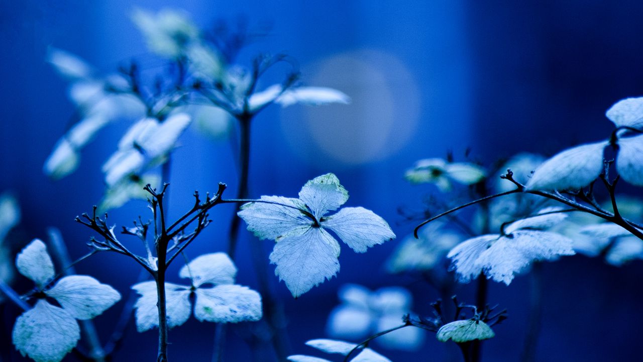 Обои растение, ветки, листья, освещение, фон, синий