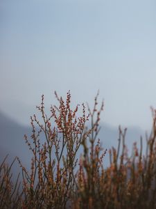 Превью обои растение, ветки, природа, макро