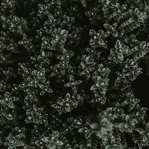 Превью обои растения, листья, множество, зеленый