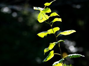 Превью обои растения, листья, ветка, солнечный свет, природа