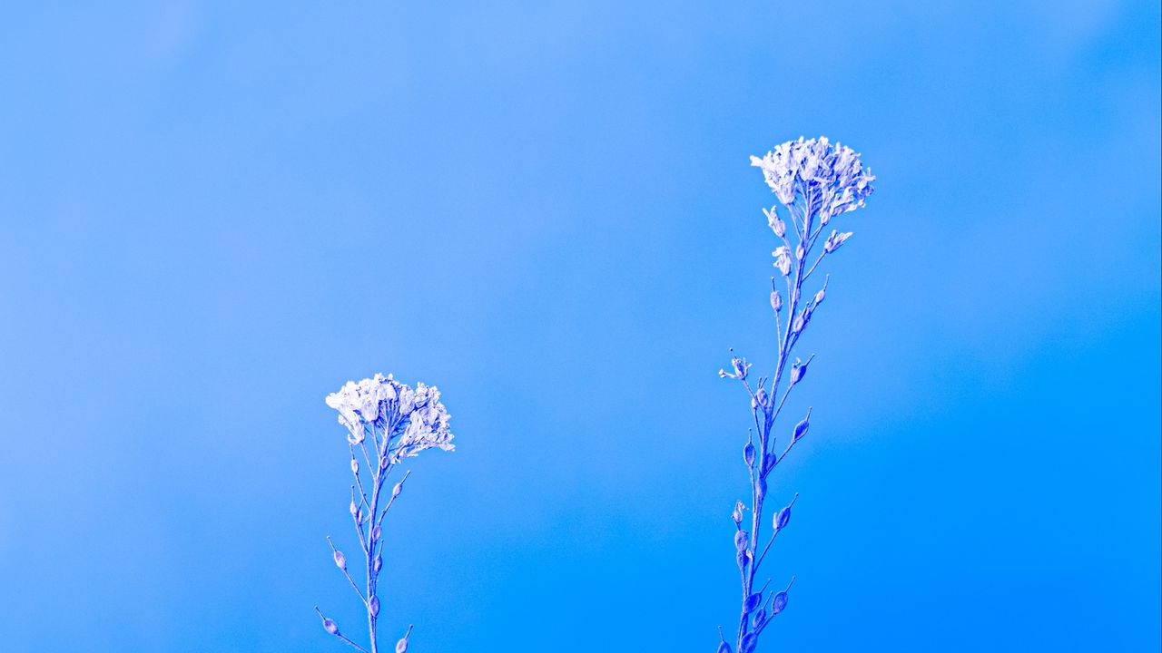 Обои растения, макро, минимализм, голубой