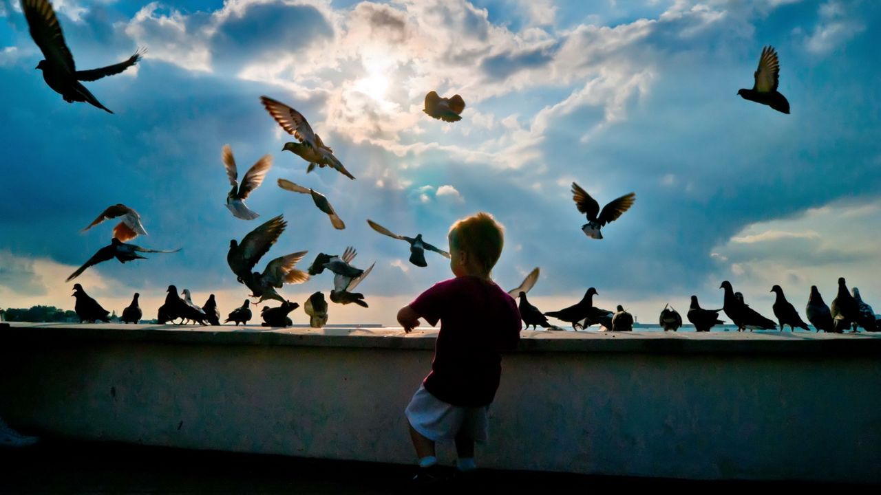 Обои ребенок, голуби, птицы, полет, увлечение