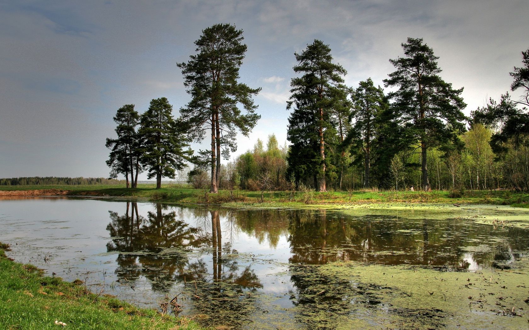 Берег реки в лесу