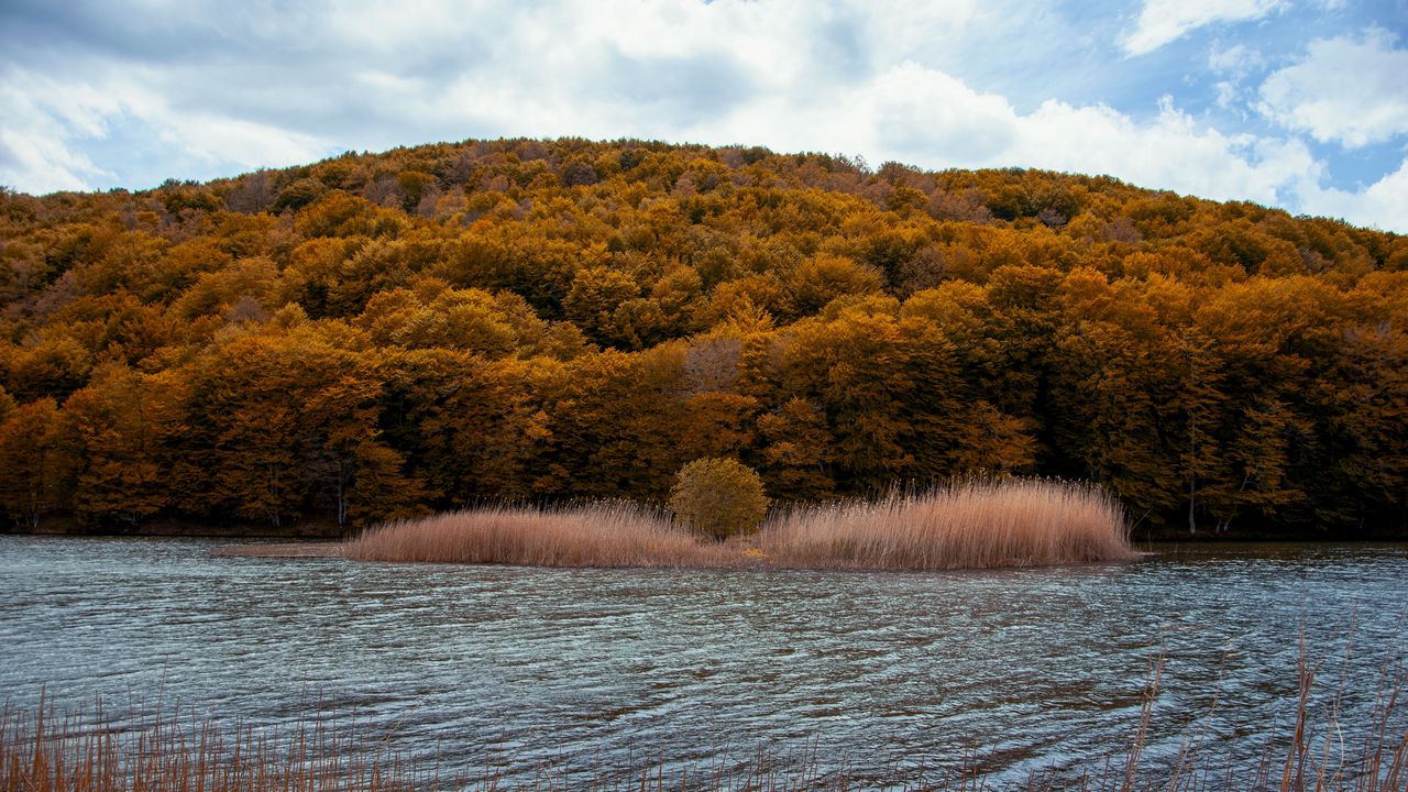 Обои река, деревья, осень, трава