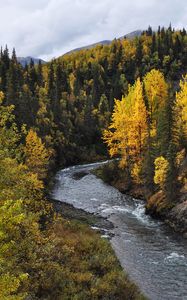 Превью обои река, деревья, осень, лес, вода