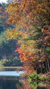 Превью обои река, деревья, осень, ветки отражение