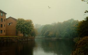 Превью обои река, деревья, парк, туман, птицы