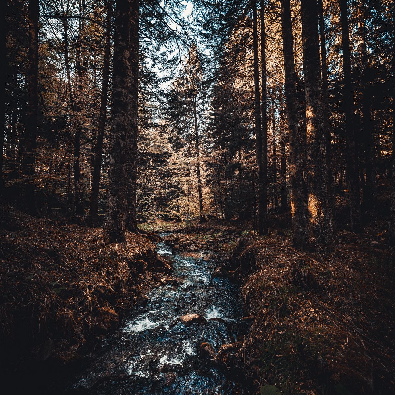 Forest sweet lullaby. Лесной поток. Заставка на телефон для мужчин природа. Стандарт лес. Картинки на рабочий стол телефона айфон природа.