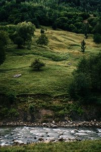 Превью обои река, деревья, трава, кусты, камни