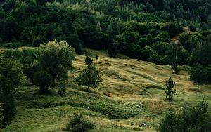 Превью обои река, деревья, трава, кусты, камни