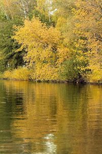 Превью обои река, деревья, трава, осень, отражение