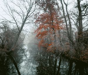 Превью обои река, деревья, туман, осень, пейзаж