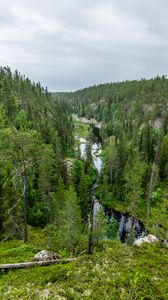 Превью обои река, ель, деревья, лес, даль