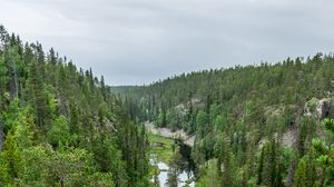 Превью обои река, ель, деревья, лес, даль