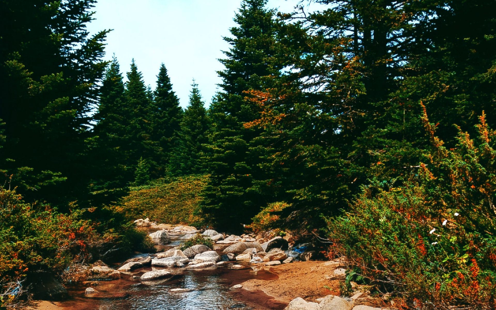 Ели воду. Река анкудин-ёль. Ель река. Река Еловая. Река князь ель.