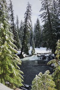 Превью обои река, елки, снег, зима
