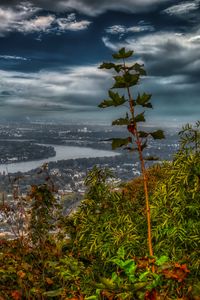 Превью обои река, город, деревья, листья