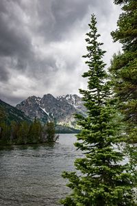 Превью обои река, горы, деревья, сосны, пейзаж