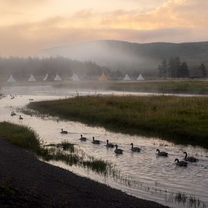 Превью обои река, гуси, луг, палатки, туман