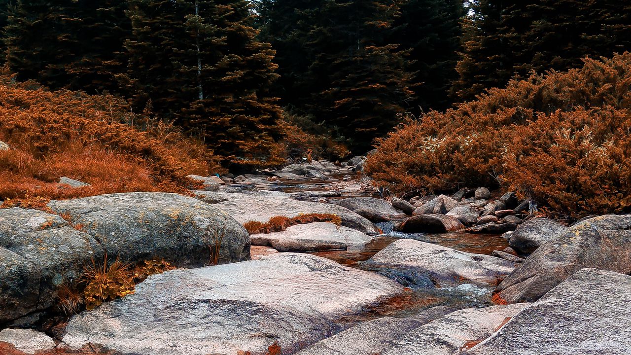 Обои река, камень, ель, деревья