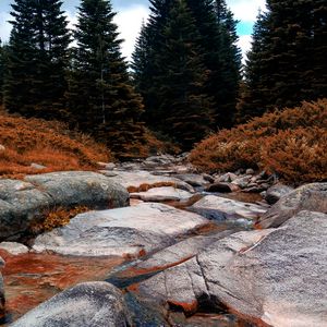 Превью обои река, камень, ель, деревья