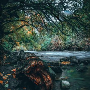 Превью обои река, камни, деревья, берег, вода, пейзаж