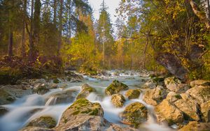 Превью обои река, камни, деревья, ветки, поток