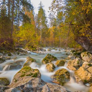 Превью обои река, камни, деревья, ветки, поток