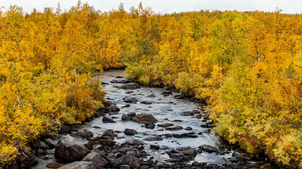Обои река, камни, деревья, осень, пейзаж, природа