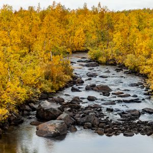 Превью обои река, камни, деревья, осень, пейзаж, природа