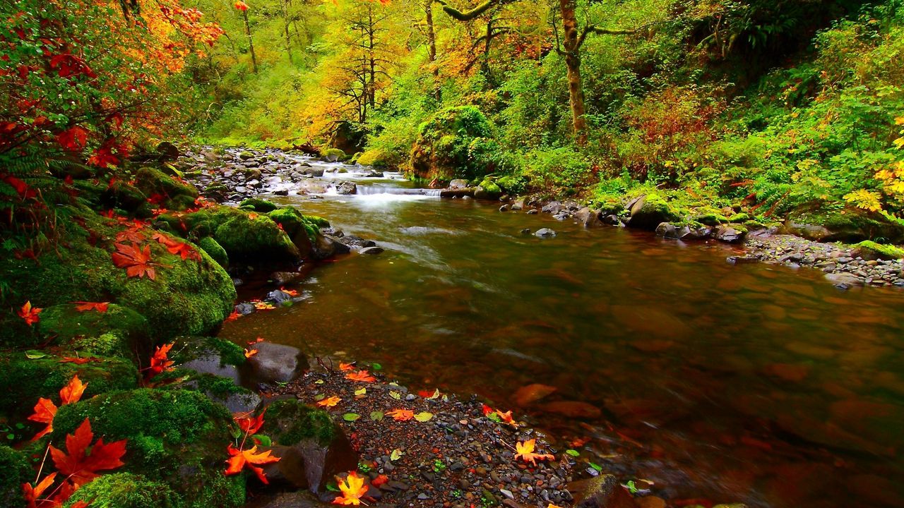 Обои река, камни, листья, осень