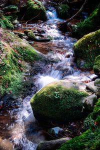 Превью обои река, камни, мох, трава, природа