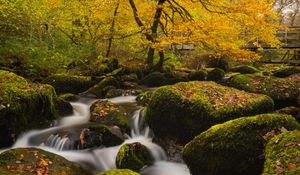 Превью обои река, камни, мох, деревья, осень