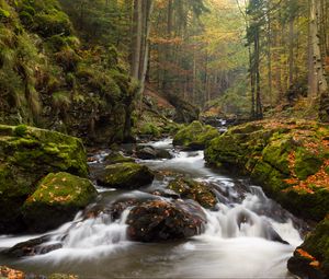 Превью обои река, камни, мох, поток, деревья