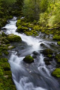 Превью обои река, камни, мох, деревья, природа