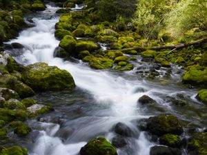 Превью обои река, камни, мох, деревья, природа