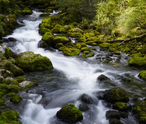 Превью обои река, камни, мох, деревья, природа